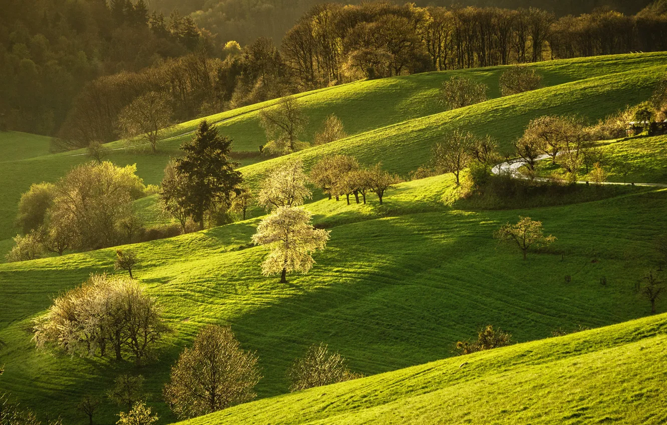 Фото обои дорога, зелень, лес, трава, солнце, деревья, холмы, весна