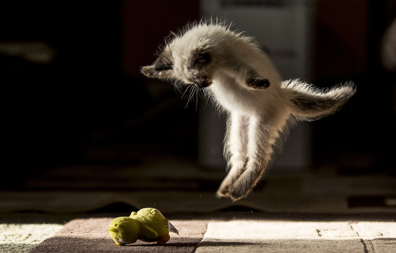 Фото обои кошка, прыжок, балет