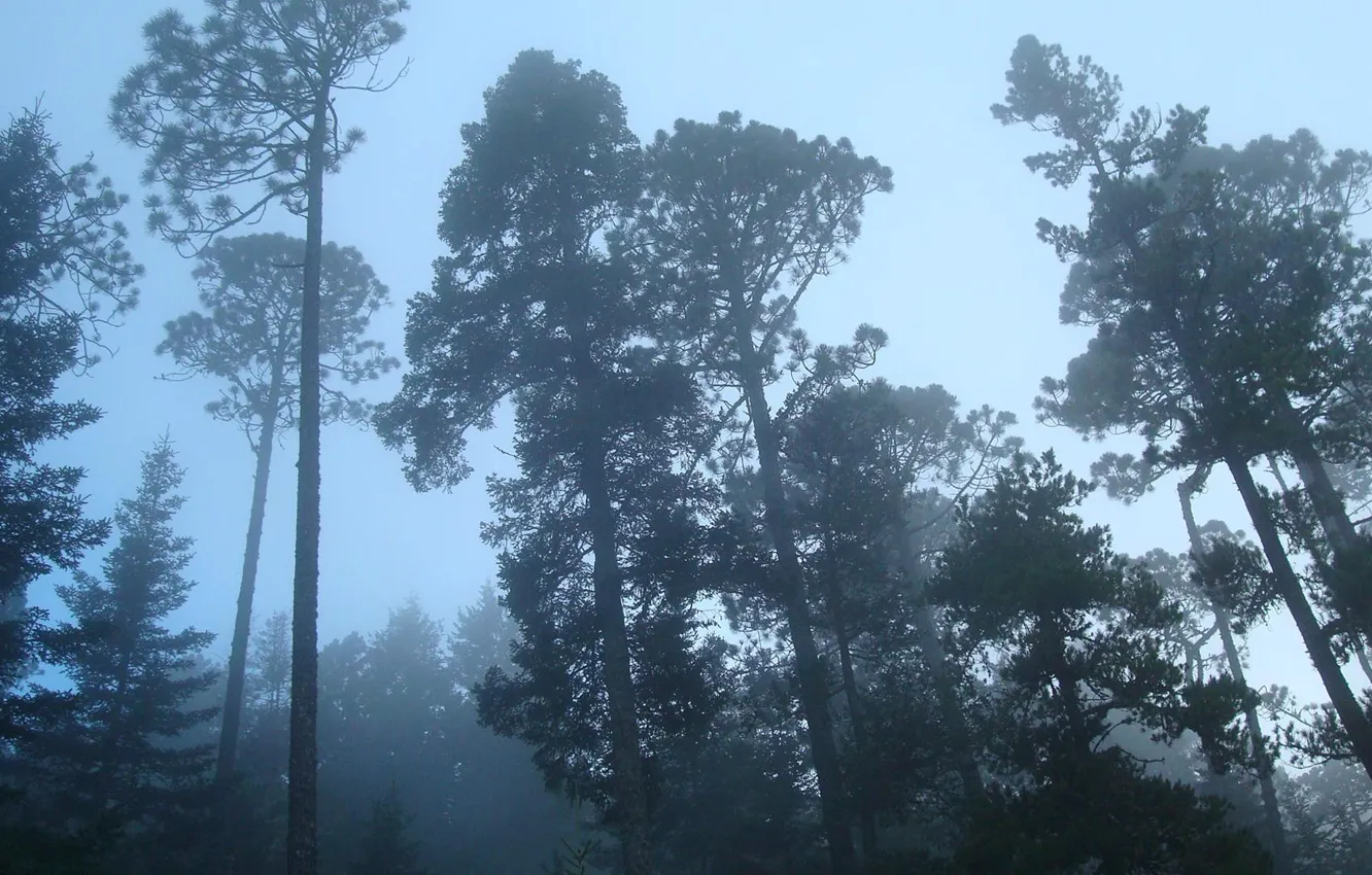 Фото обои лес, деревья, туман, мгла