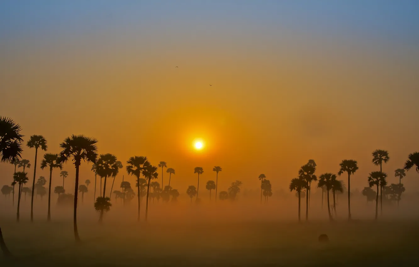 Фото обои небо, солнце, туман, пальмы, рассвет