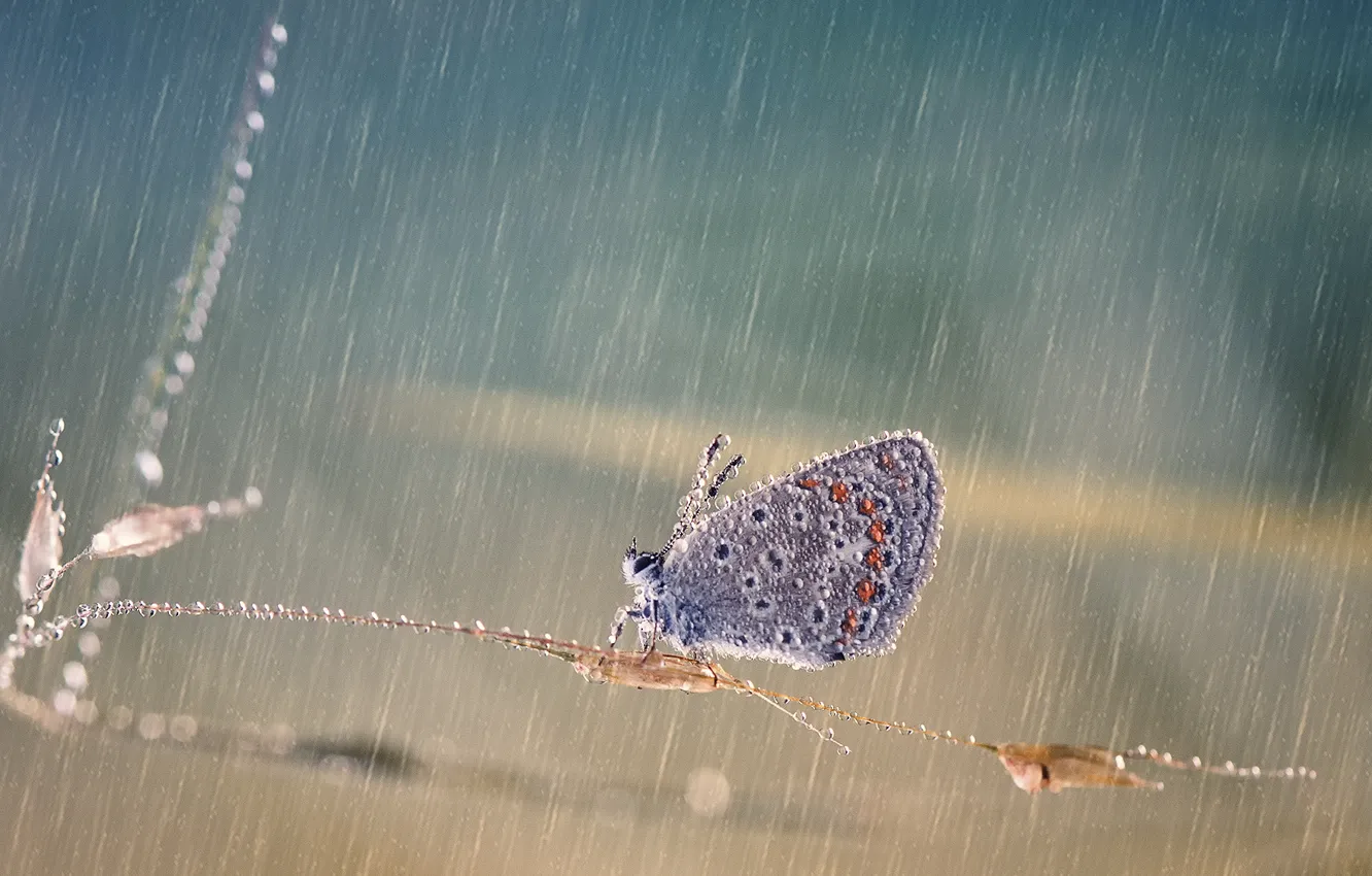 Фото обои капли, макро, брызги, дождь, бабочка, стебелек, обои от lolita777