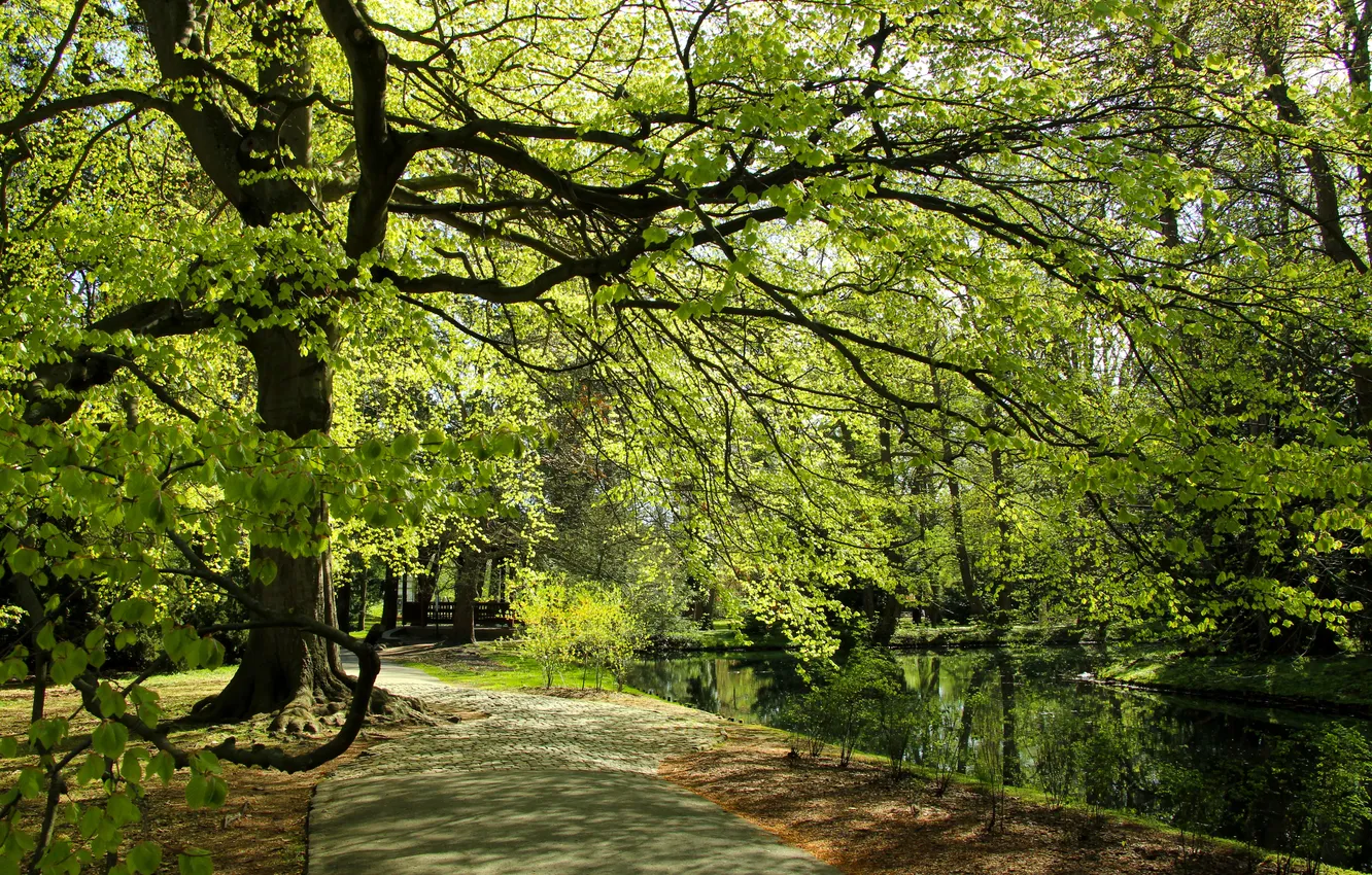 Фото обои park, tree, spring, alley