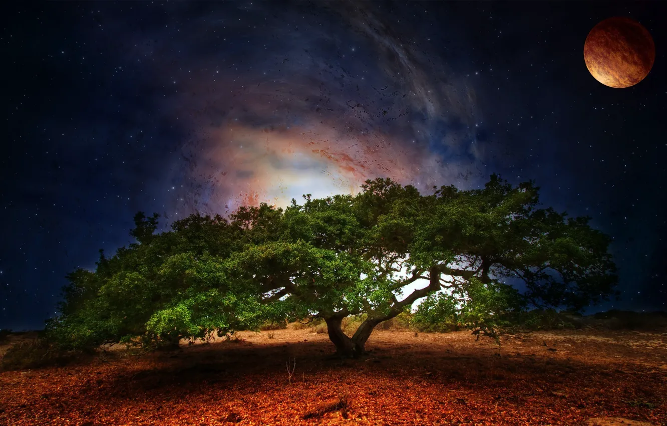 Фото обои зелень, космос, звезды, ночь, природа, дерево, листва, планета