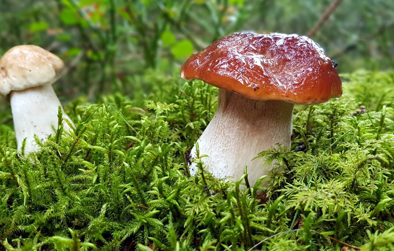 Фото обои грибы, мох, сырость