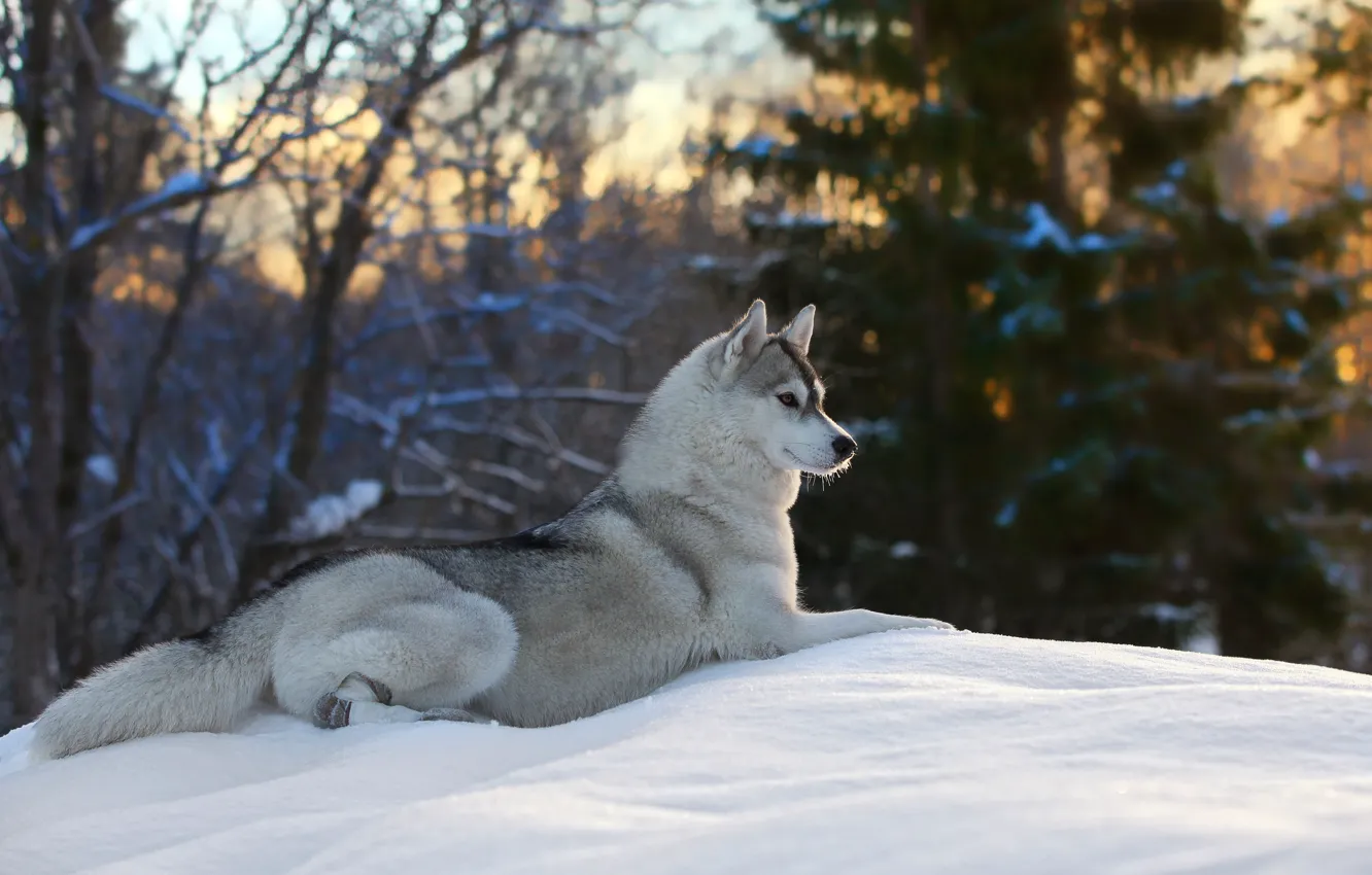Фото обои зима, снег, природа, поза, животное, собака, пёс, Андрей Ершов