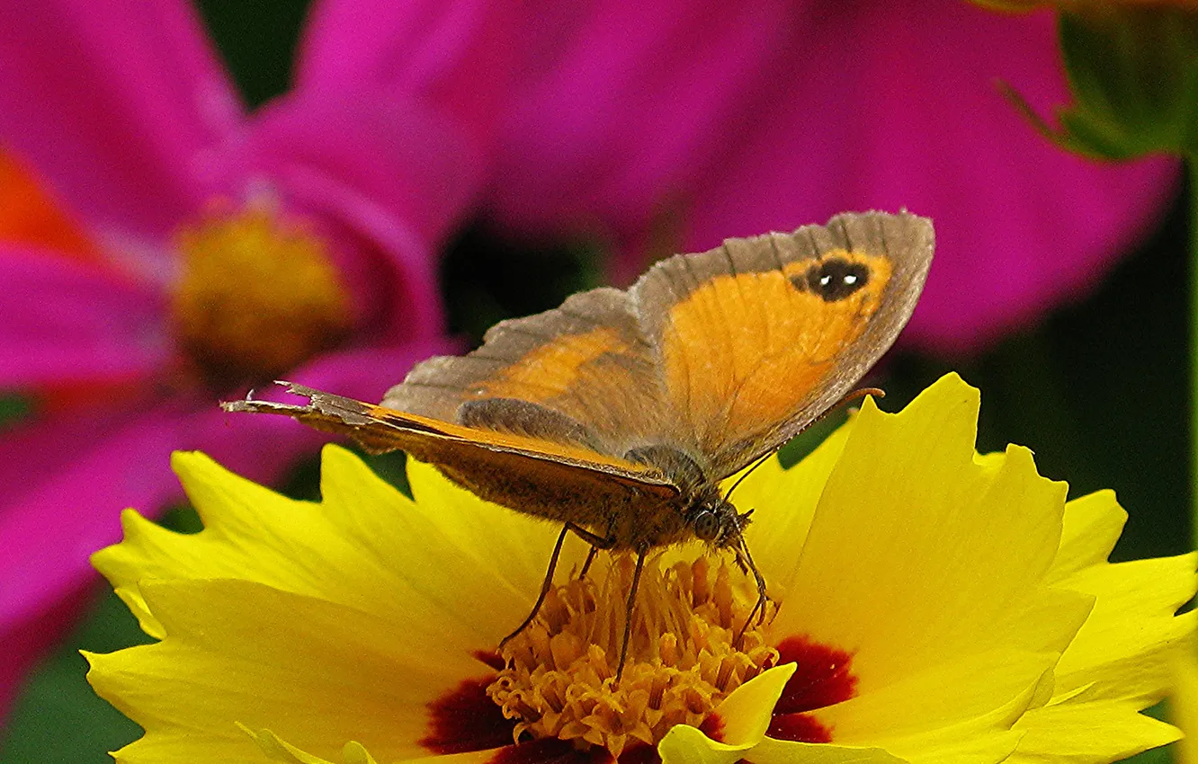 Фото обои цветок, цветы, желтый, бабочка, космея