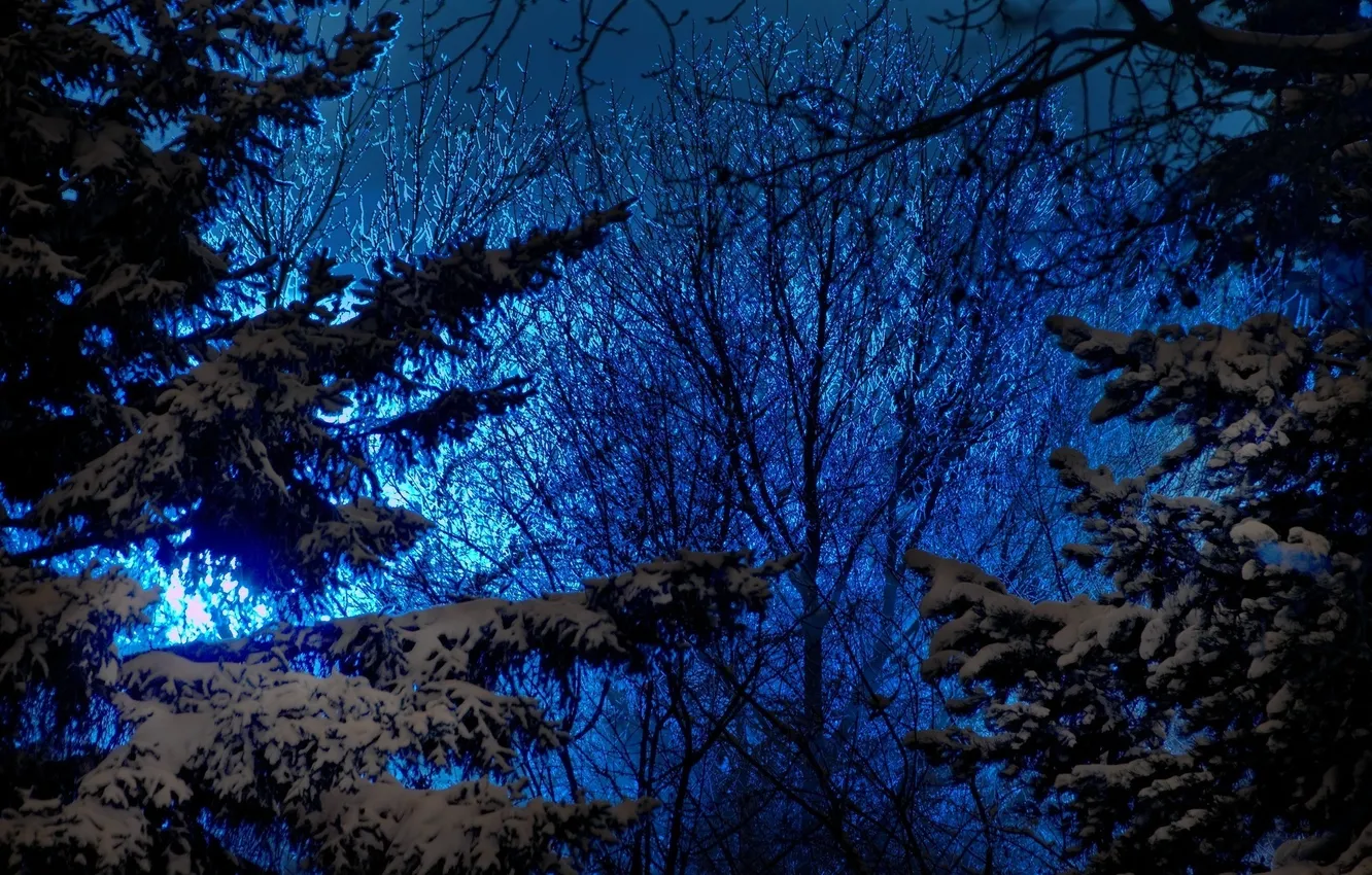 Фото обои зима, небо, снег, деревья, природа, вечер, ели, синее
