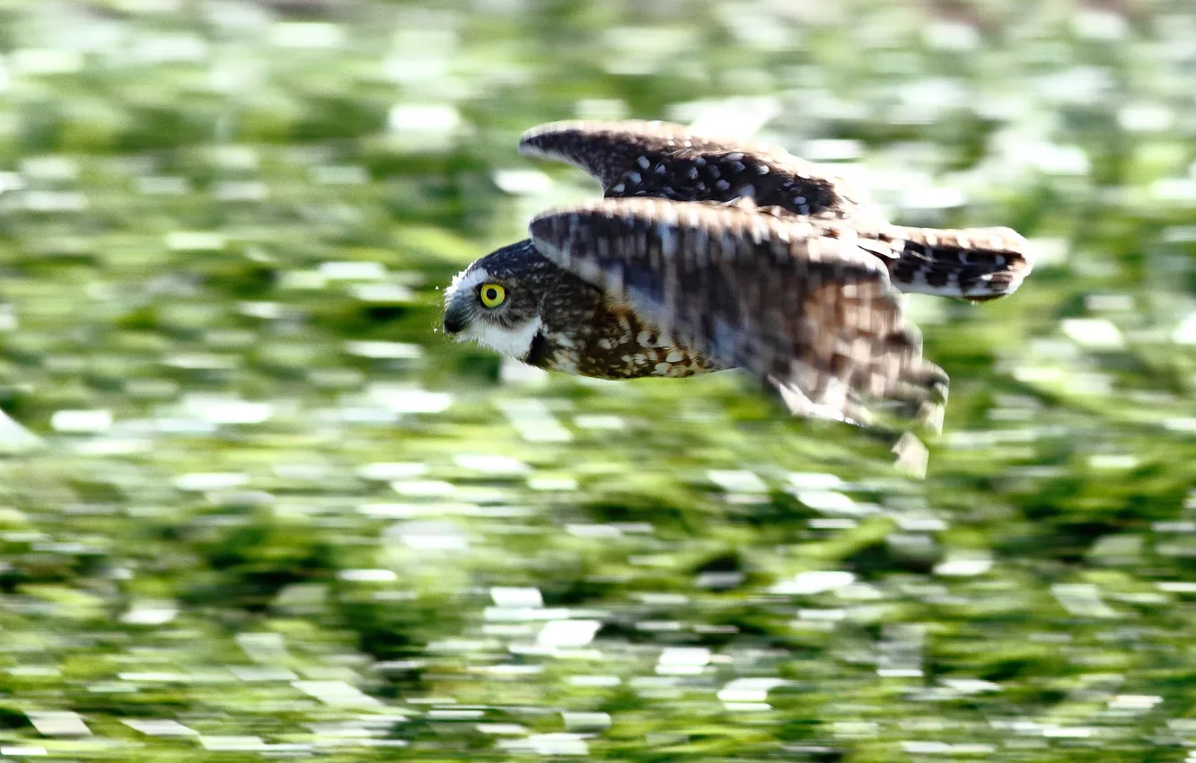 Фото обои сова, птица, скорость, в полете