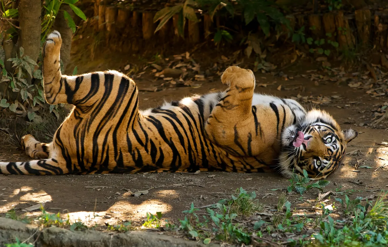 Фото обои язык, кошка, трава, тигр, отдых, суматранский