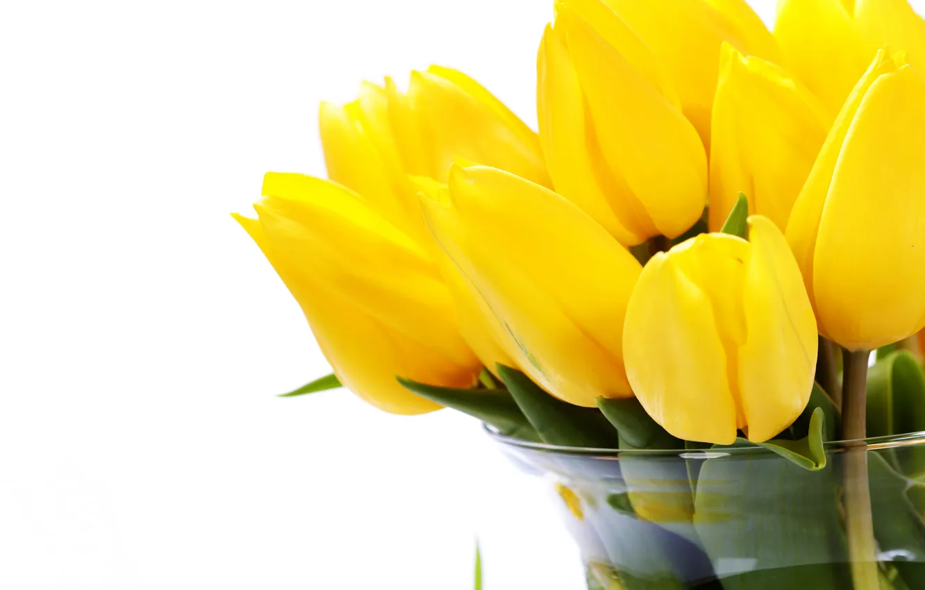 Фото обои желтые, тюльпаны, белый фон, ваза