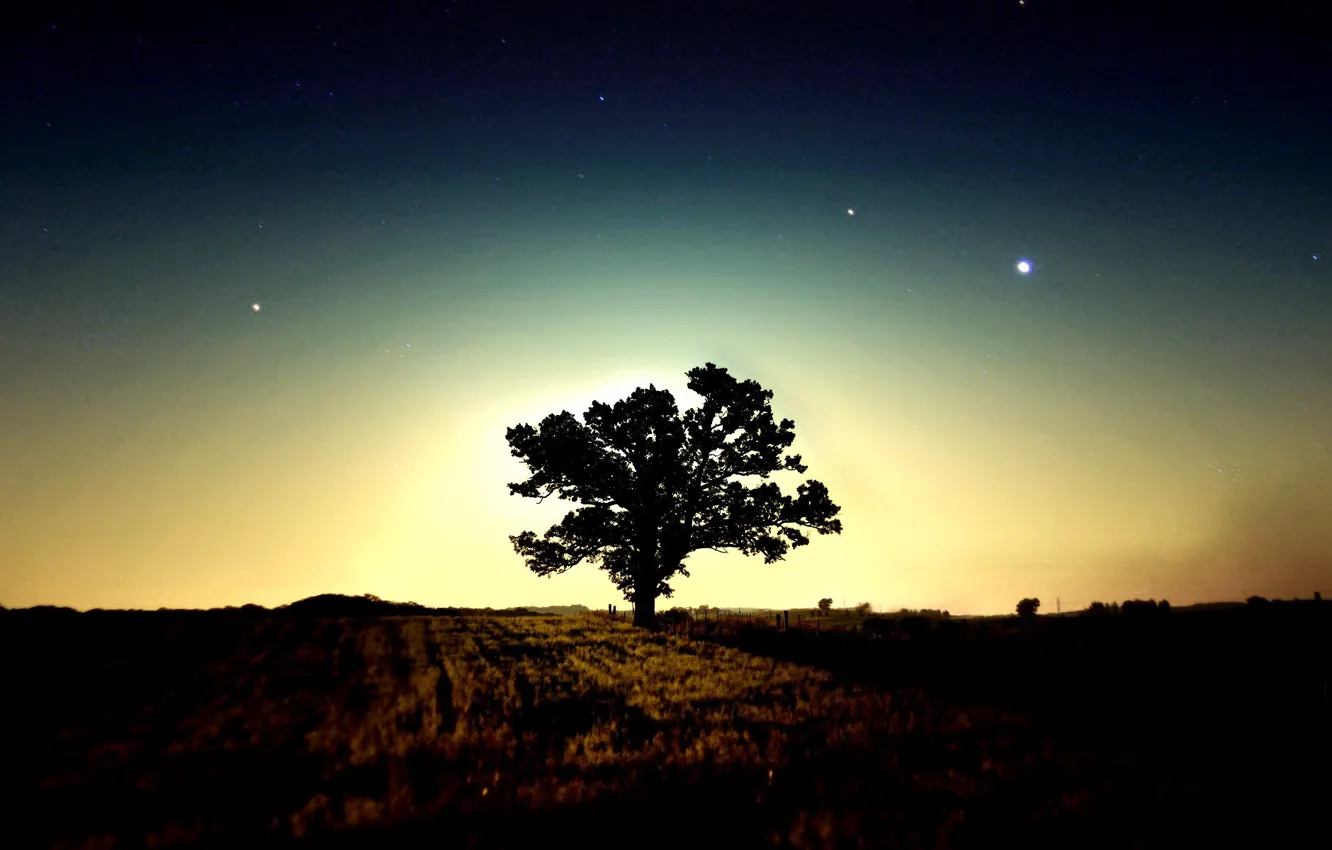 Фото обои звезды, дерево, утро