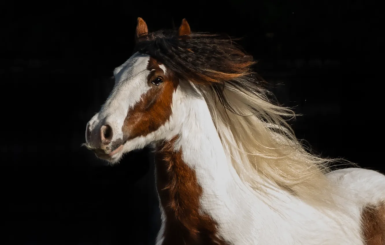 Фото обои морда, конь, лошадь, грива, чёрный фон