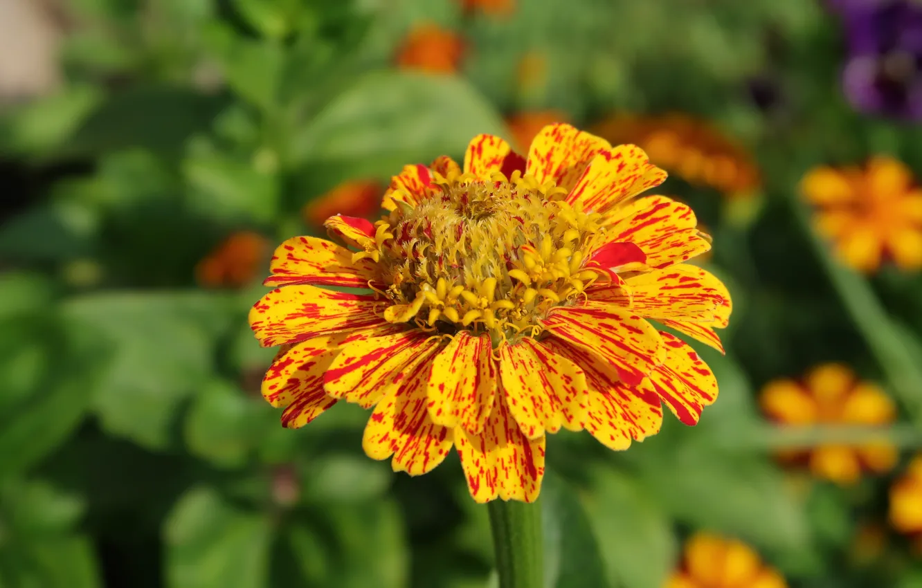 Фото обои макро, цветы, flowers, macro, цинния, zinnia