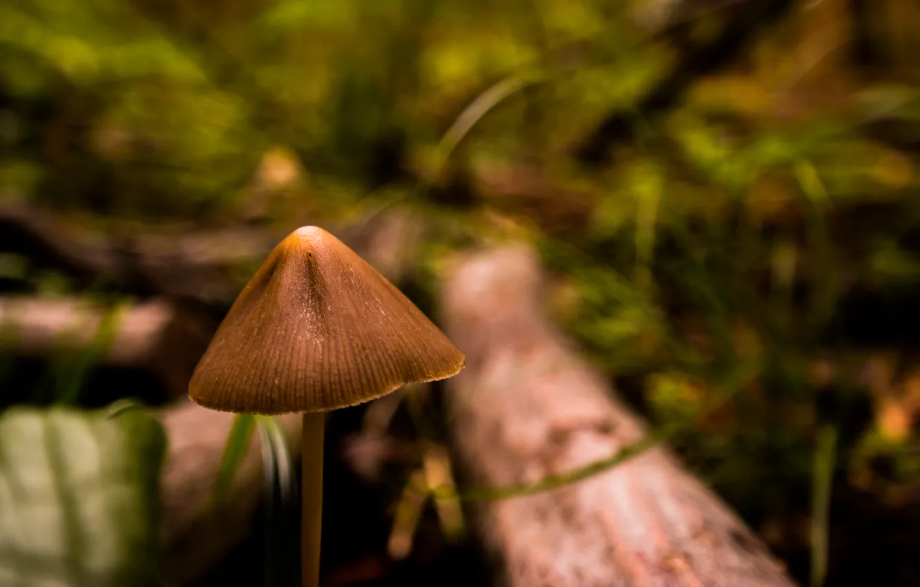 Фото обои Earth, Autumn, Macro, Forest, Mushroom, Ground, Rainy