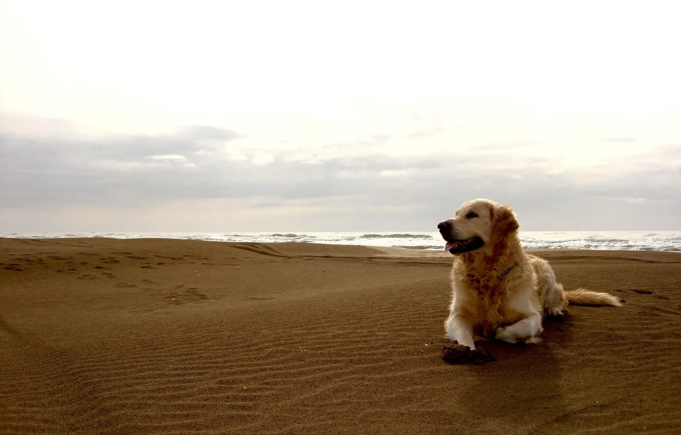 Фото обои песок, пляж, небо, собака, горизонт, пес