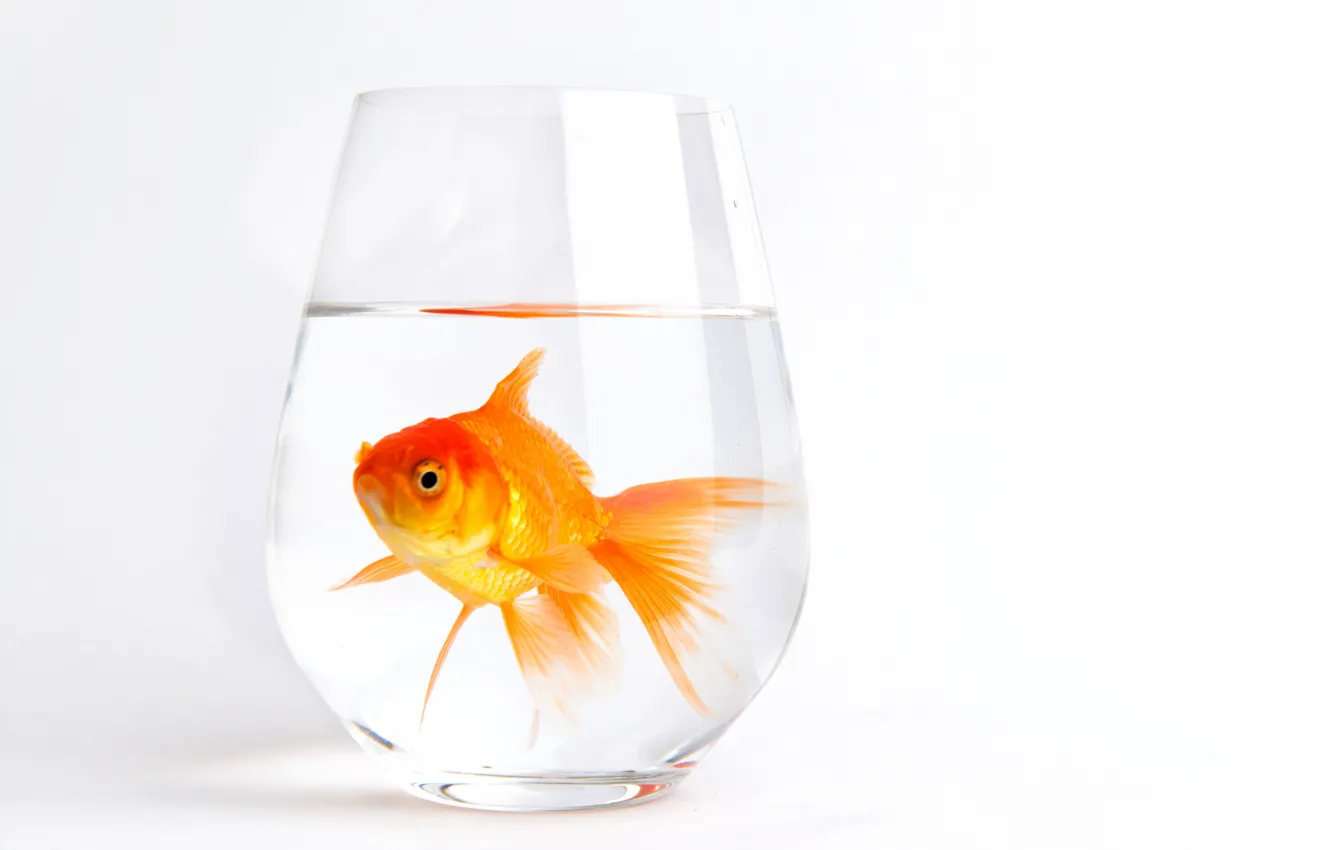 Фото обои белый, вода, стакан, фон, рыбка, золотая