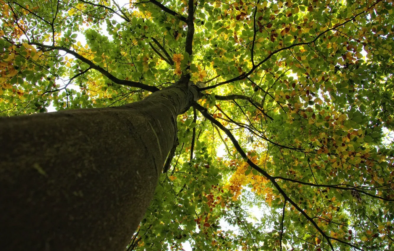 Фото обои Blue Sky, Nature, Tree, Autumn, Wallpaper, Background, Macro, Leaves