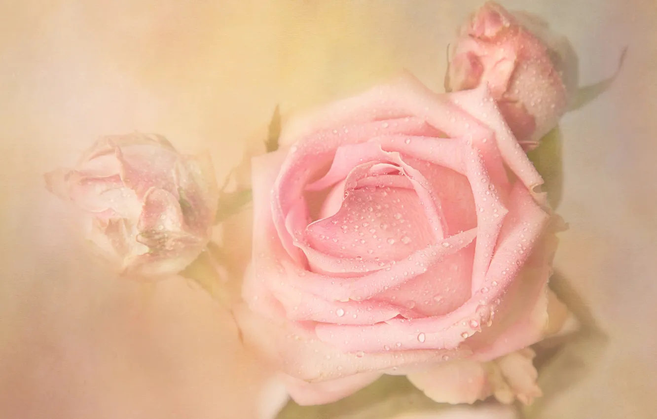 Фото обои капли, цветы, роса, фон, роза, розы, светлый, бутон