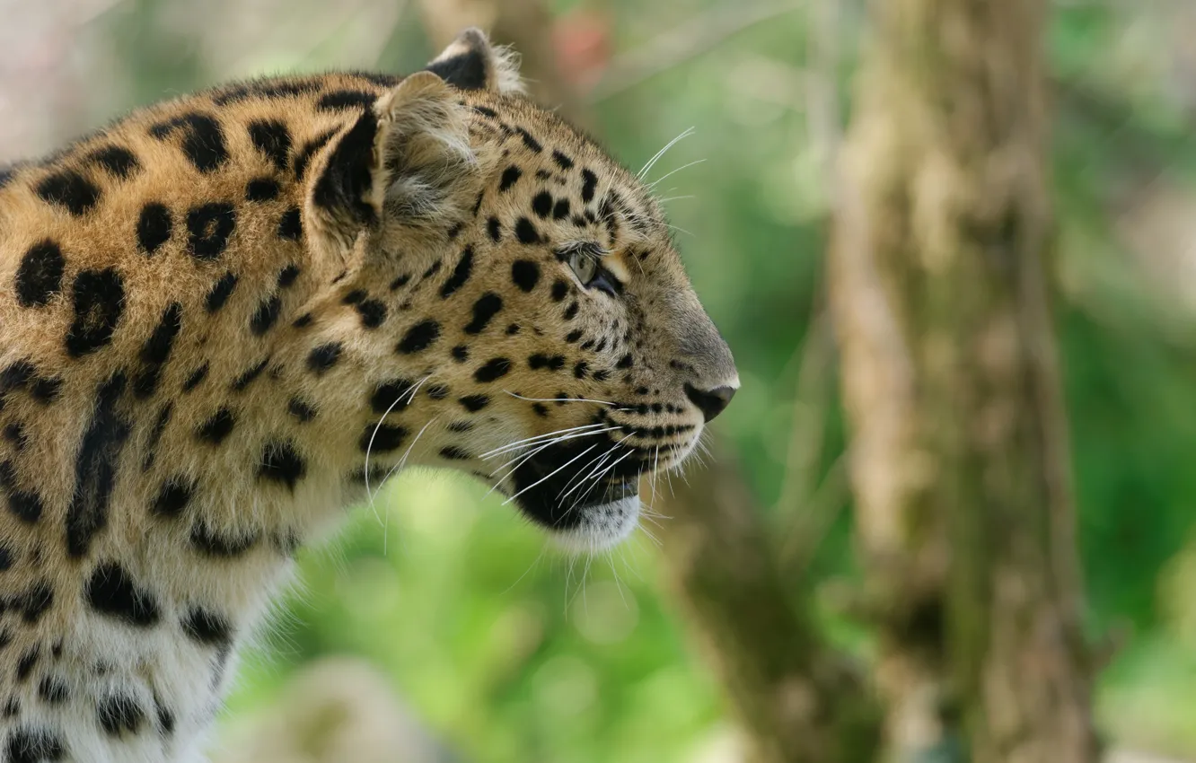 Фото обои морда, хищник, профиль, дикая кошка, амурский леопард