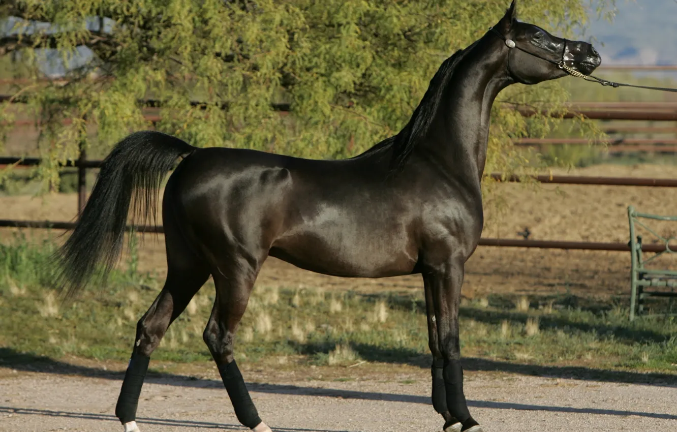 Фото обои конь, жеребец, Арабская лошадь
