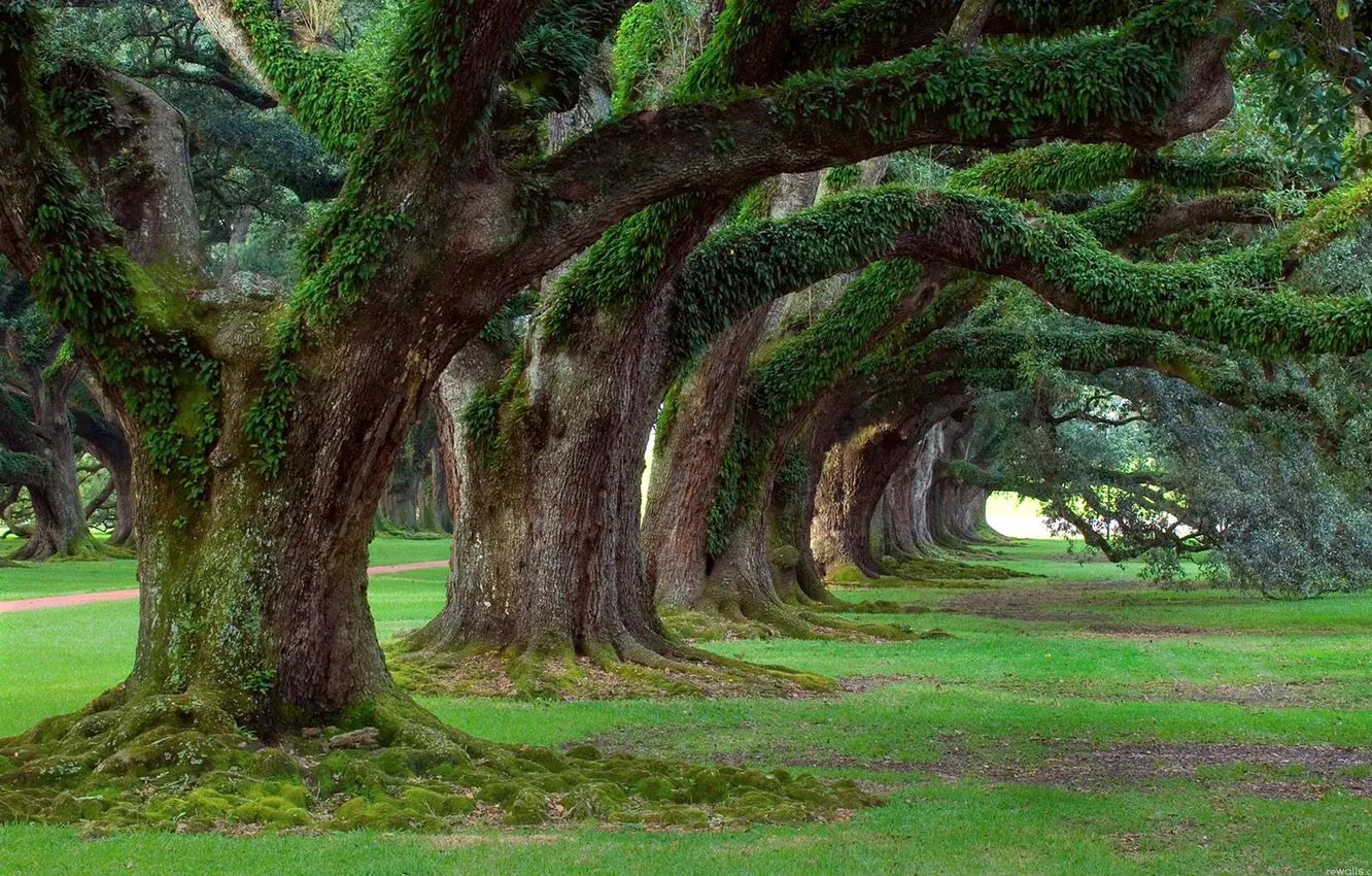 Фото обои green, grass, trees, plants