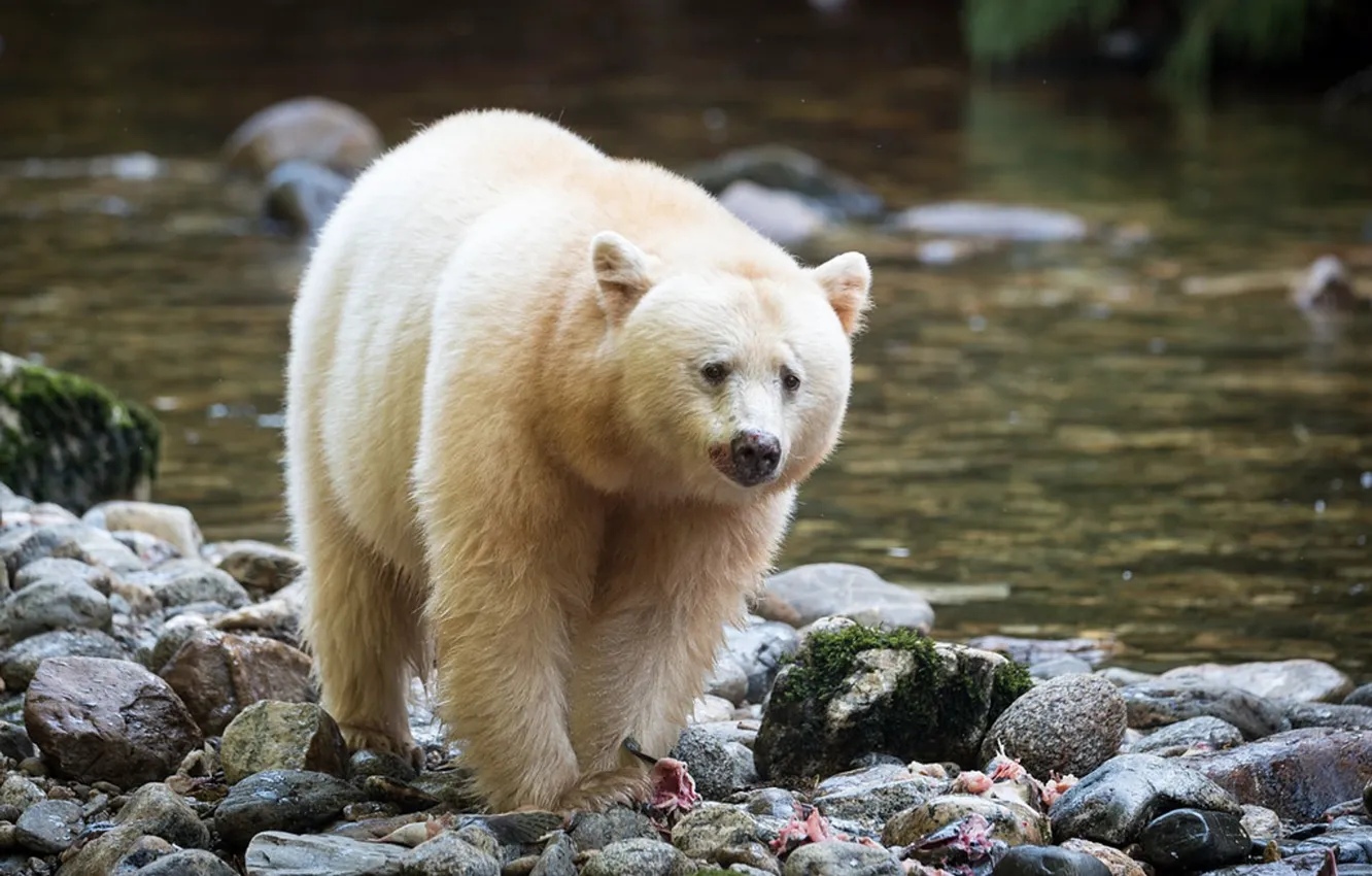 Фото обои bear, canada, spirit-bears, british-columbia, kermode bear