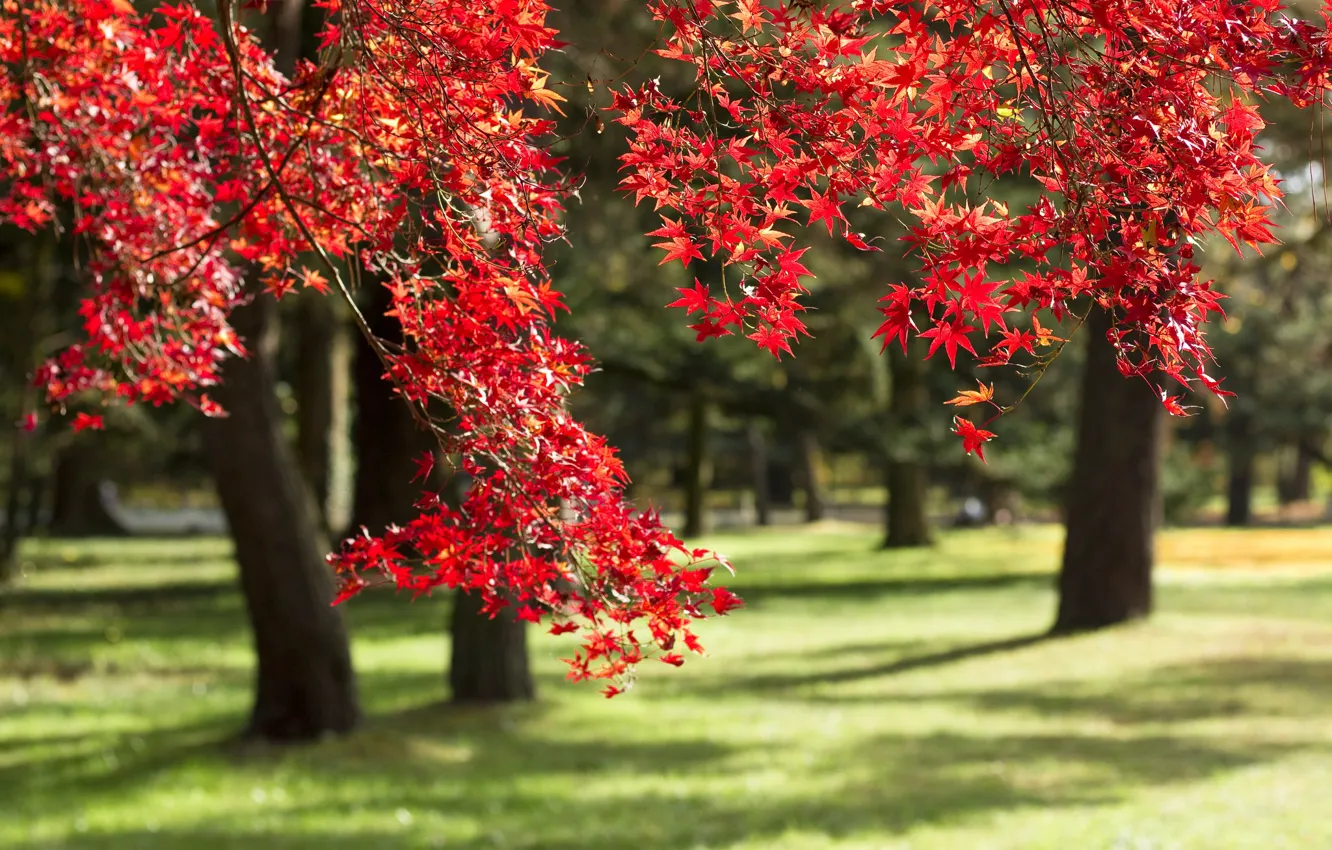 Фото обои осень, деревья, ветки, парк, Япония, клён