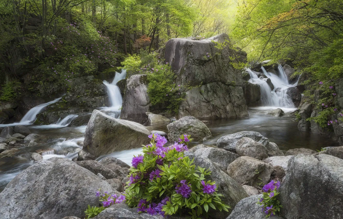 Фото обои лес, пейзаж, цветы, природа, ручей, камни, водопад, Корея
