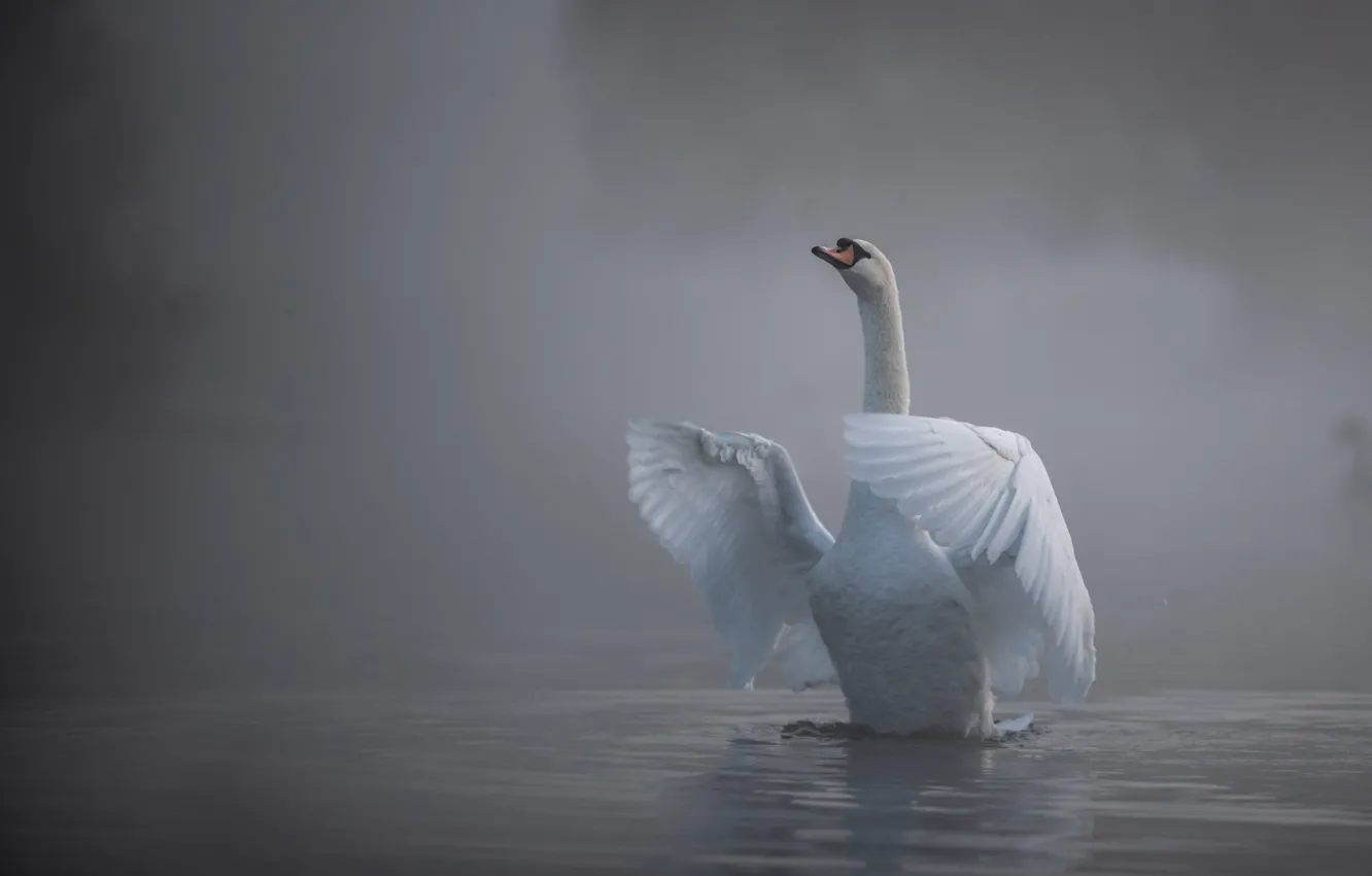 Фото обои вода, туман, птица, крылья, лебедь, шея