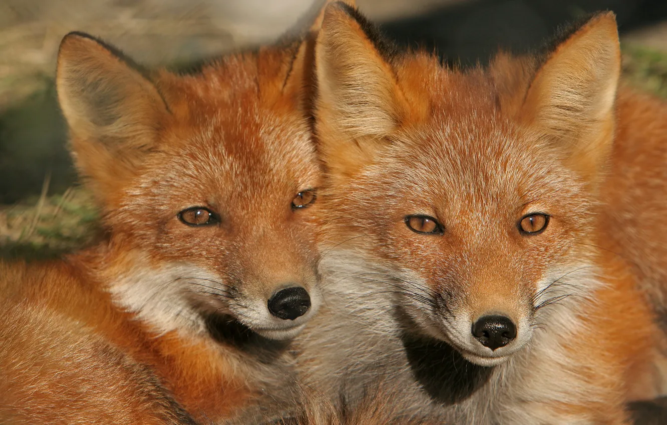 Фото обои лисы, рыжие, парочка, морды, лисята