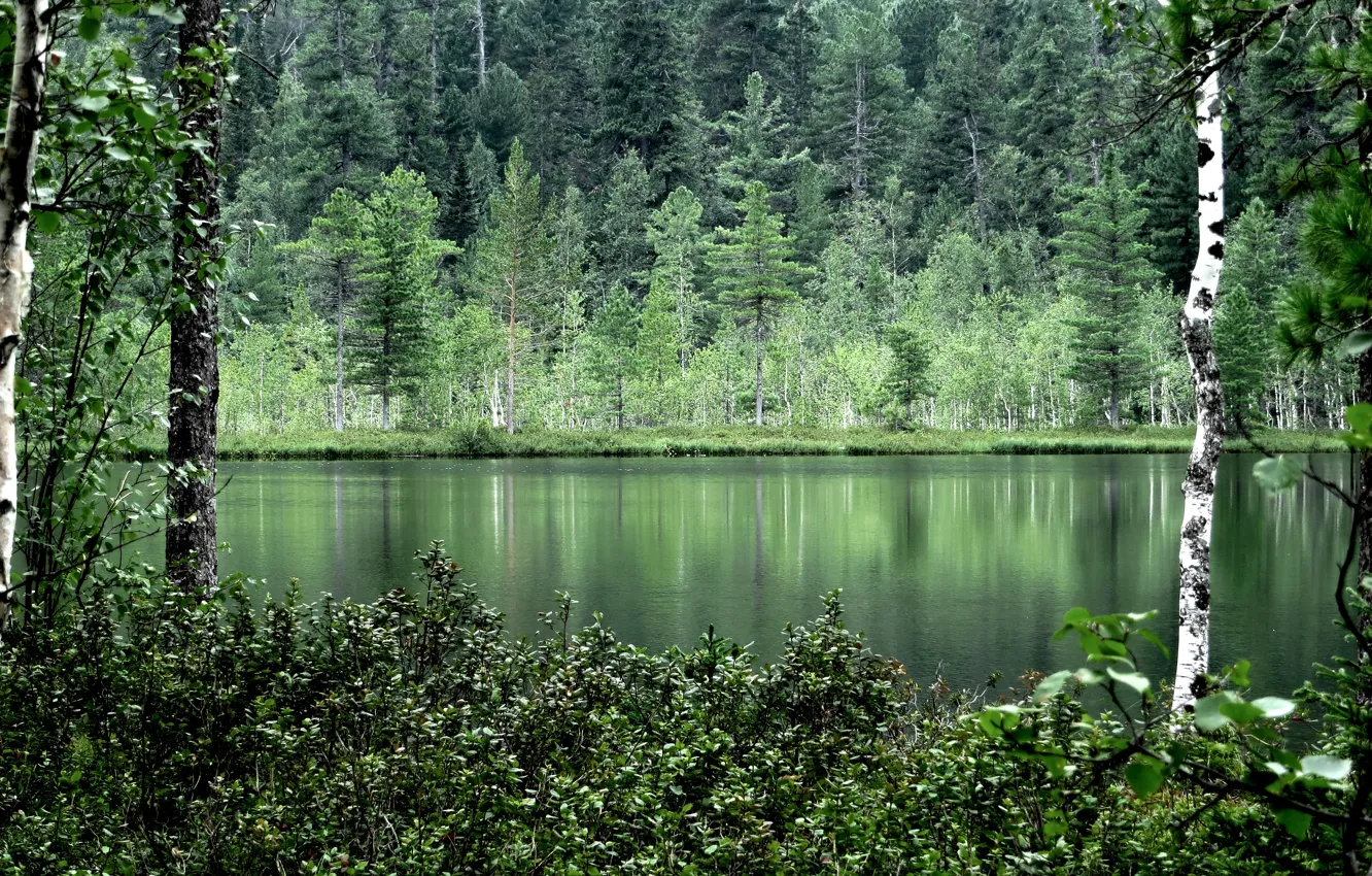 Фото обои лес, лето, вода, деревья, природа, отражение, берёзы