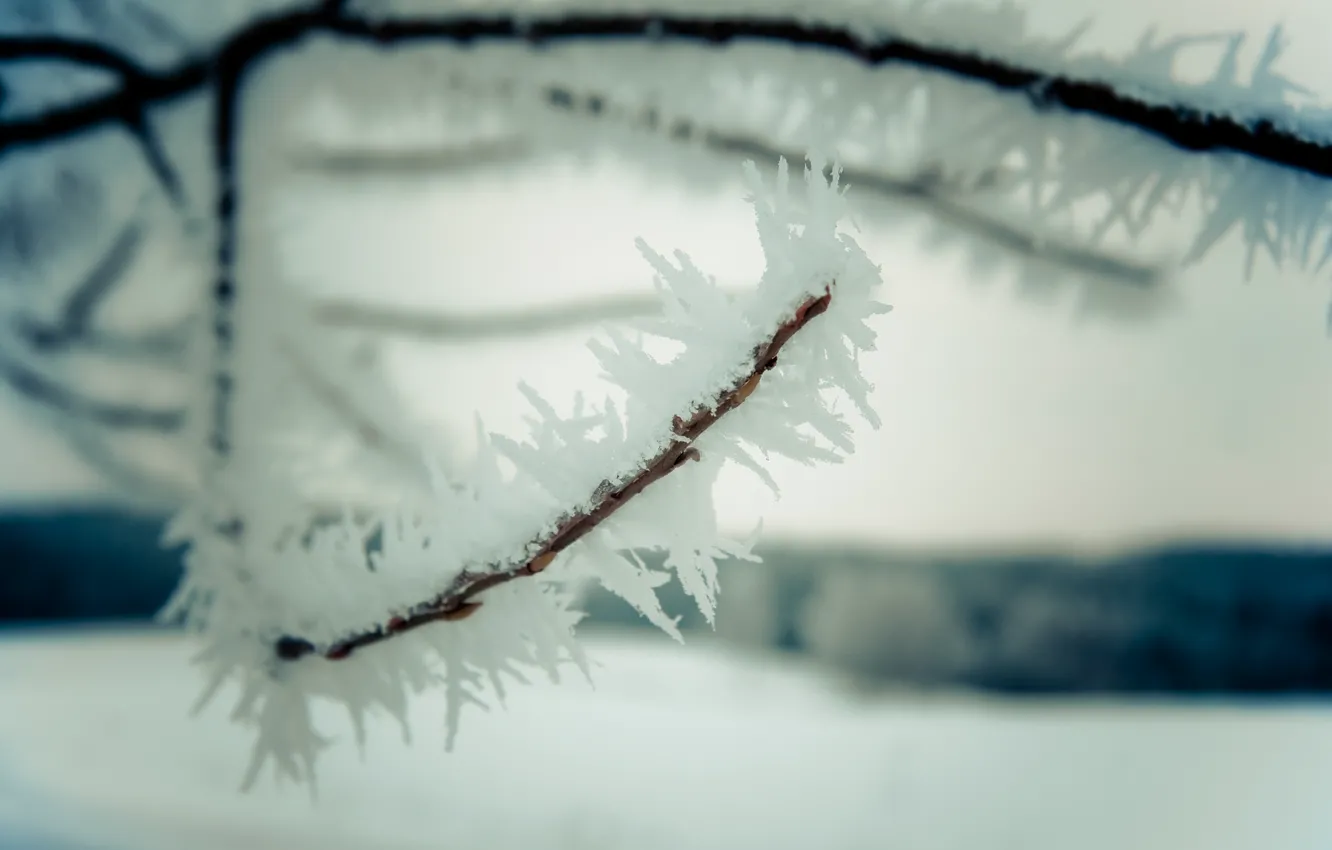 Фото обои зима, макро, снег, природа