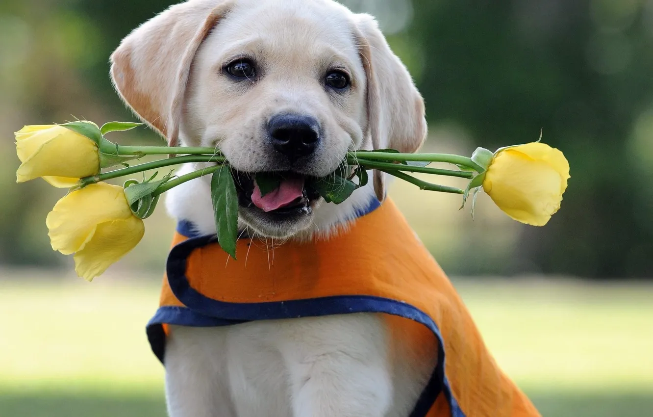 Фото обои цветы, розы, собака, щенок, лабрадор, ретривер