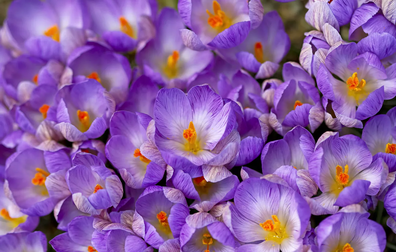 Фото обои фиолетовый, макро, весна, крокусы