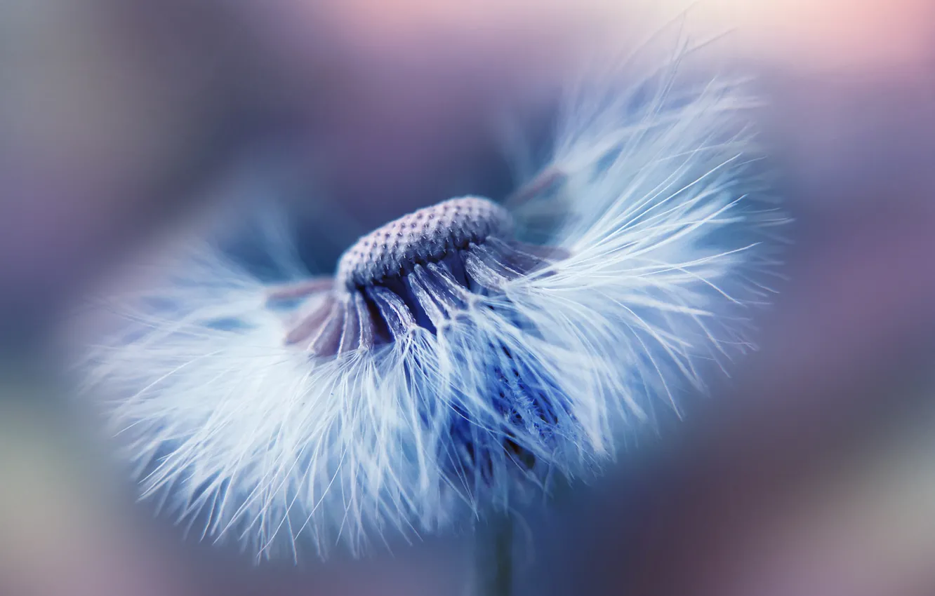 Фото обои flower, garden, dandelion, dandelion seed