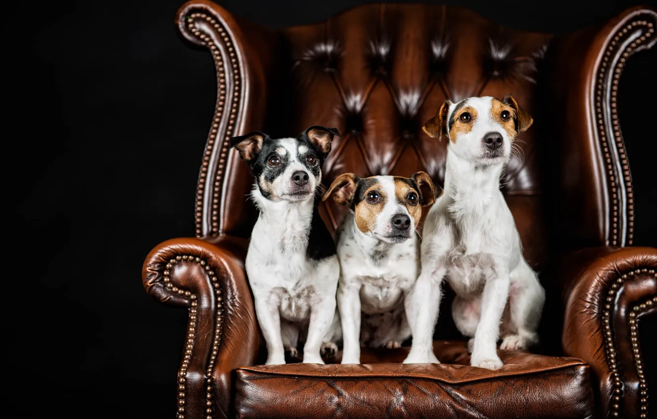Фото обои собаки, портрет, кресло, трио, чёрный фон, троица, Джек-рассел-терьер