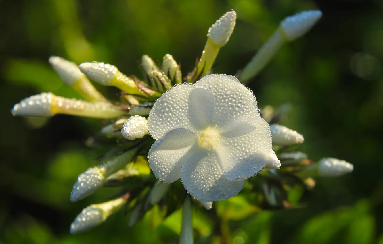 Фото обои white, flower, drops, dew