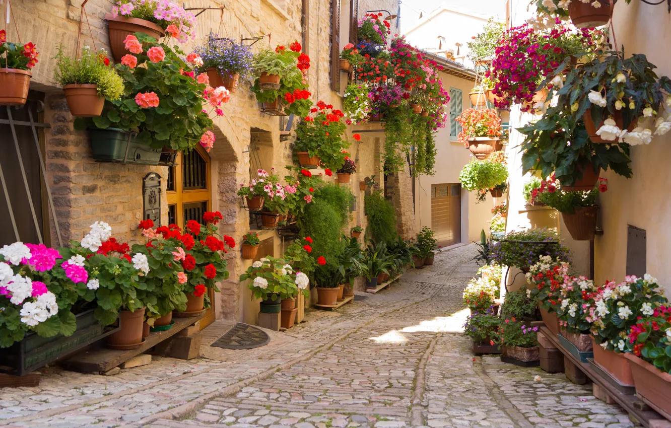 Фото обои цветы, город, Greece