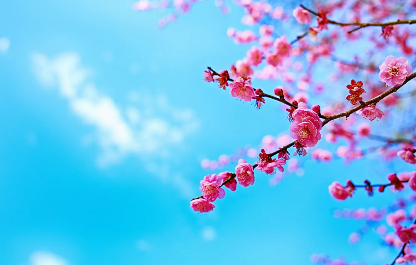 Фото обои небо, дерево, ветка, весна, сакура, цветение