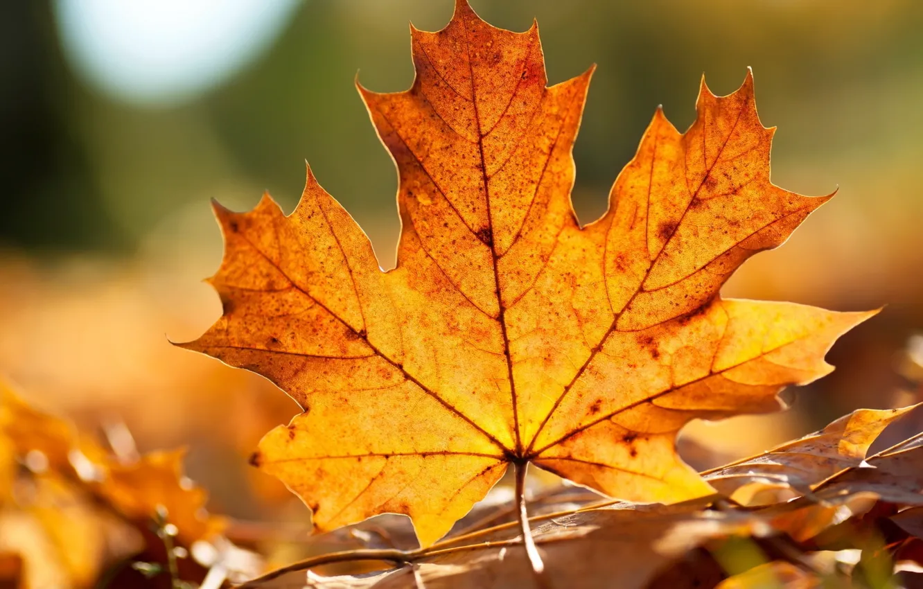 Фото обои осень, листья, кленовые