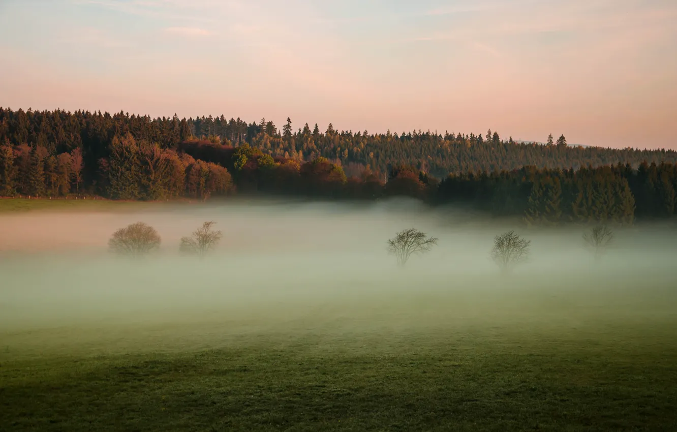 Фото обои поле, деревья, природа, туман