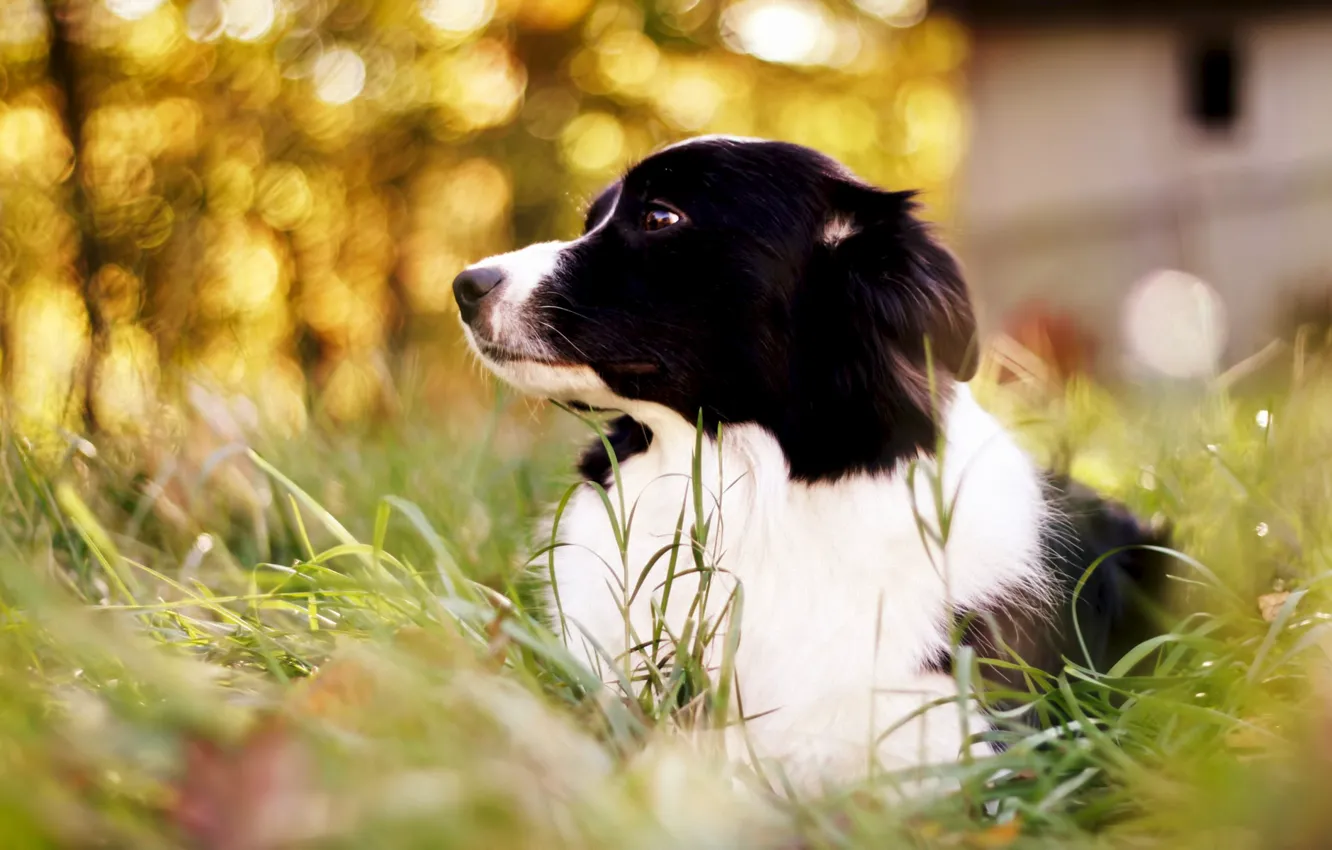 Фото обои трава, собака, боке, Border Collie, Бордер колли
