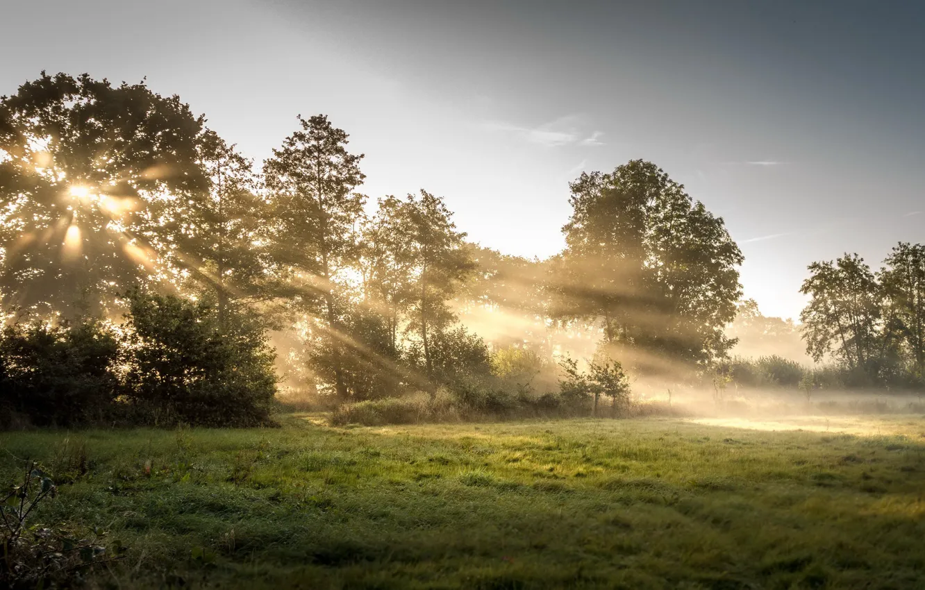 Фото обои лес, свет, природа, туман, утро