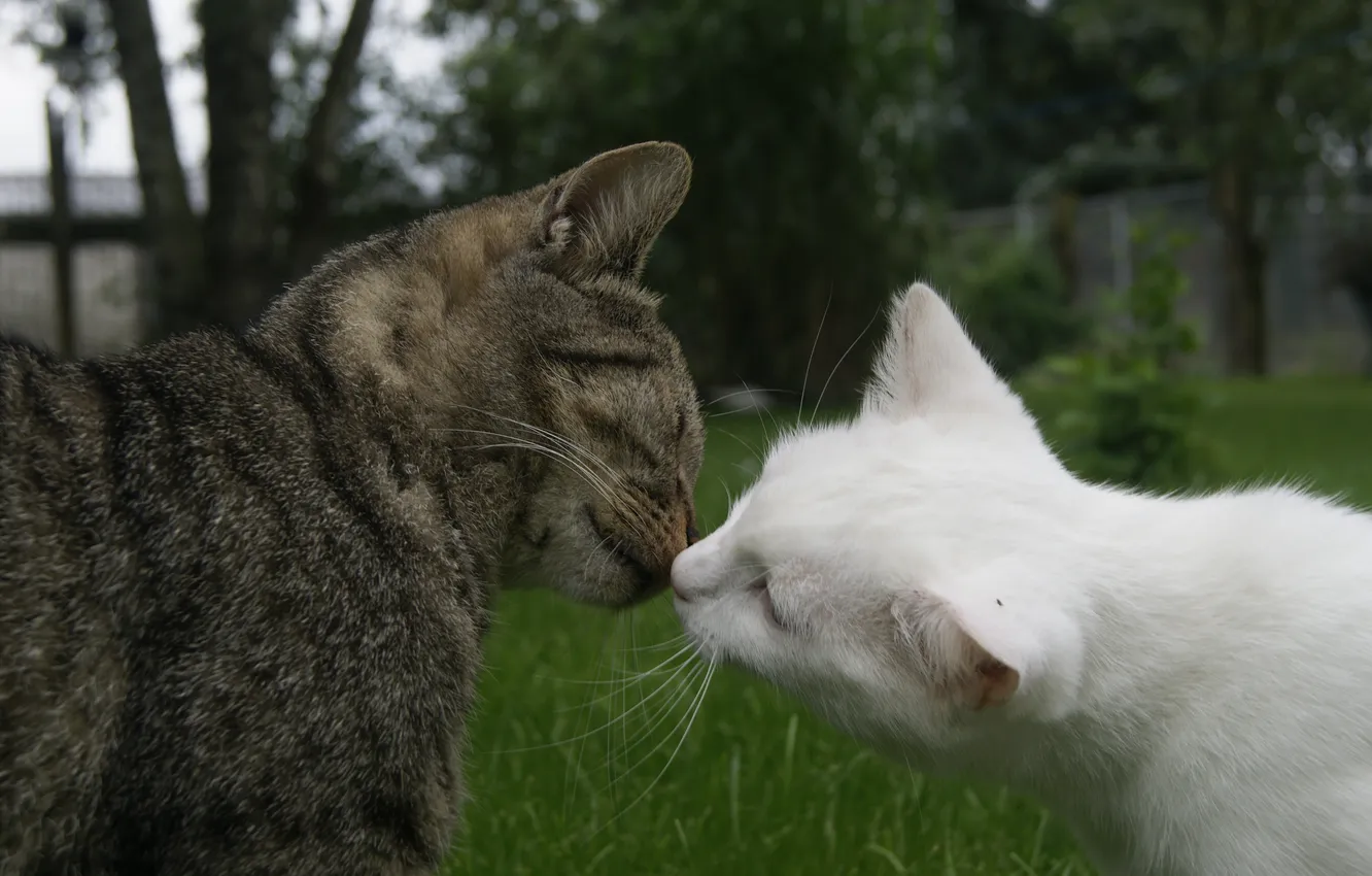 Фото обои любовь, кошки, пара, белая, серая