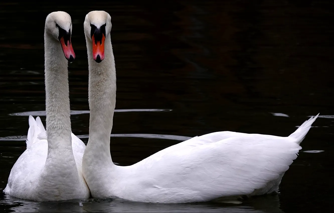 Фото обои любовь, птицы, природа, love, двое, Birds, лебеди, nature