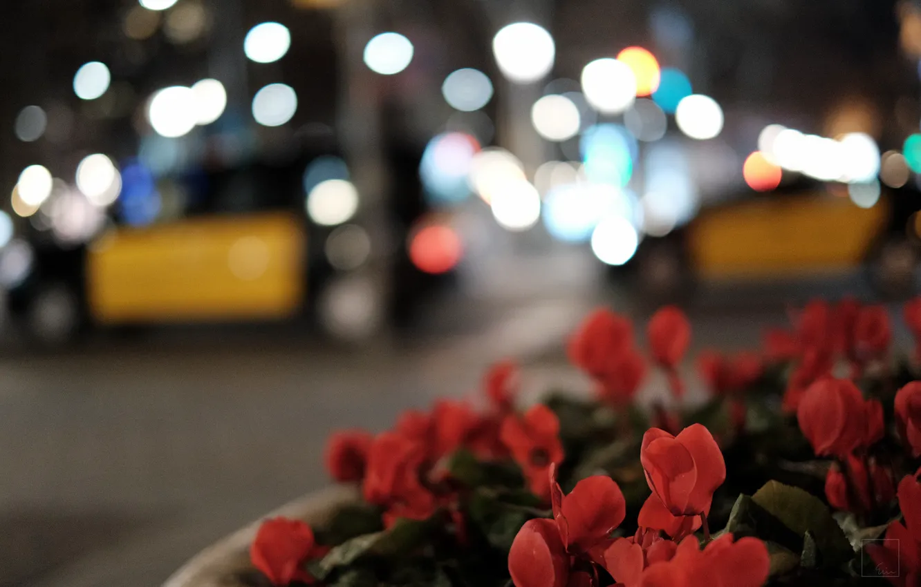 Фото обои цветы, улица, лепестки, боке