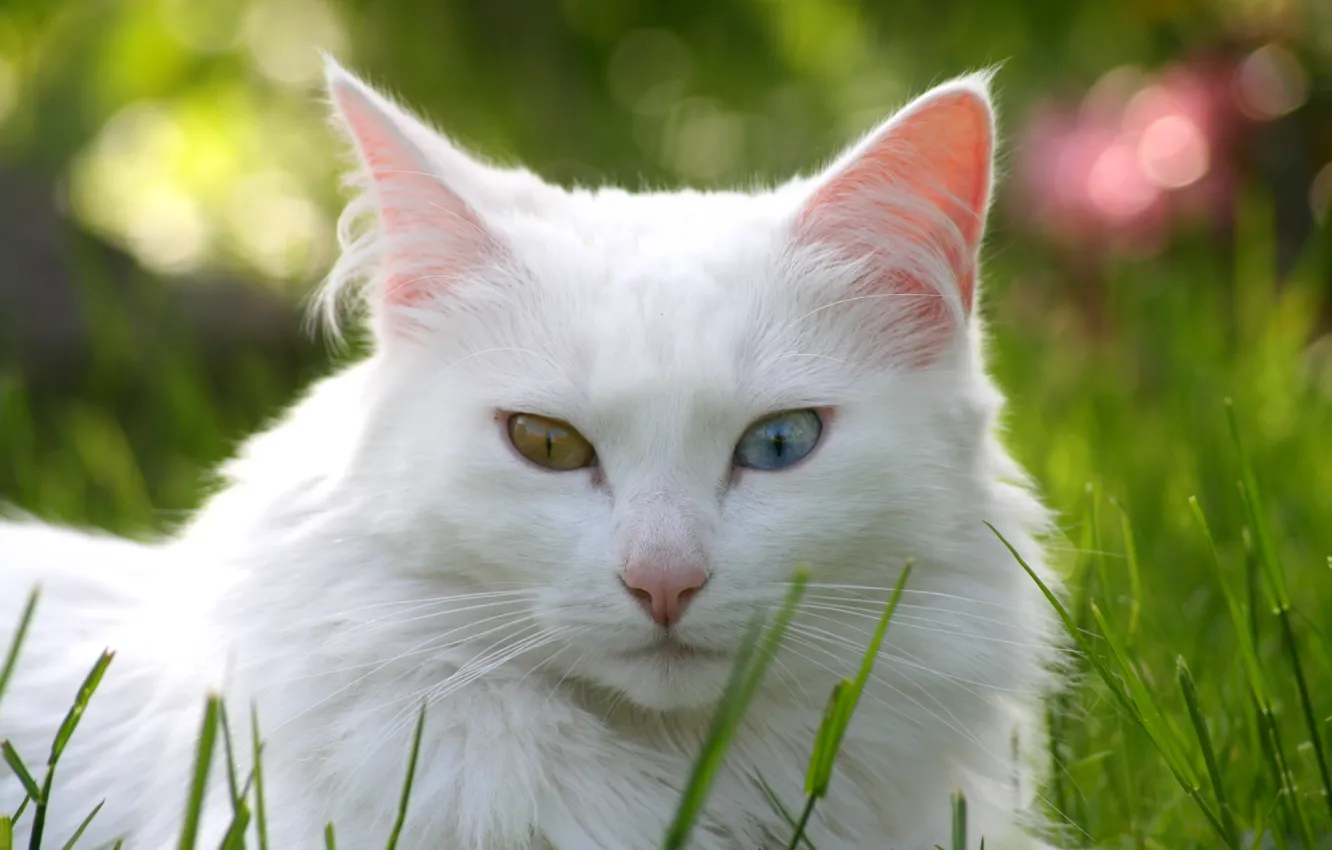 Фото обои кошка, трава, кот, газон, белая, разные глаза