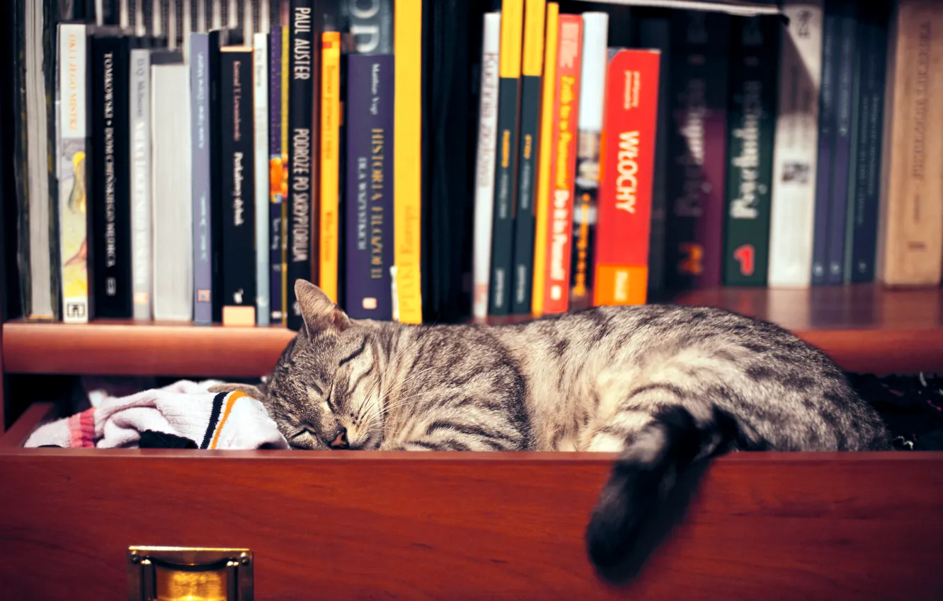 Фото обои кошка, одежда, книги, сон, полка, шкаф