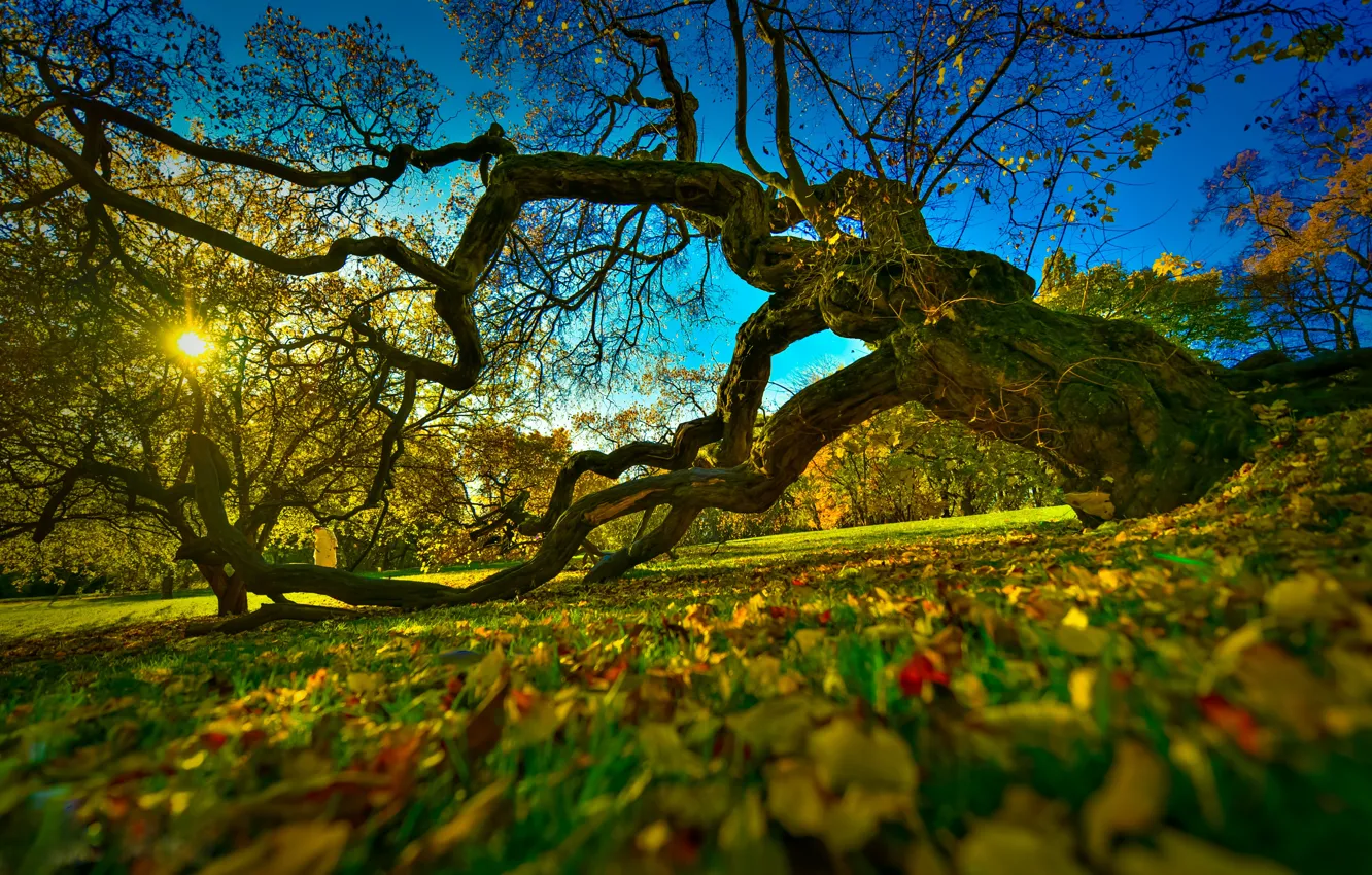 Фото обои осень, Норвегия, краски осени, Norway, ботанический сад, Oslo, старое дерево