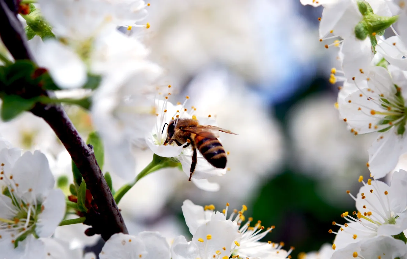 Фото обои цветы, природа, вишня, пчела, красота, ветка, весна, лепестки